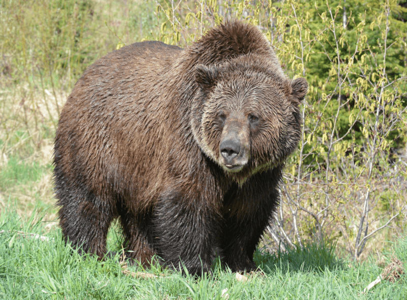 Grizzly Bear Interpretive Center | Tour The Triangle | Tourism Golden